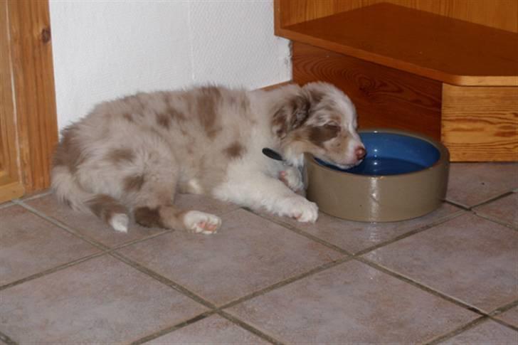 Border collie Gjerulff BS After Eight - Meget træt hvalp billede 4