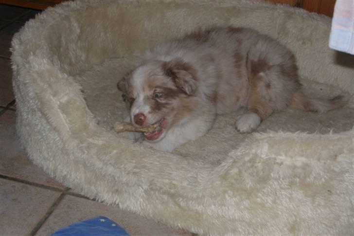 Border collie Gjerulff BS After Eight billede 5