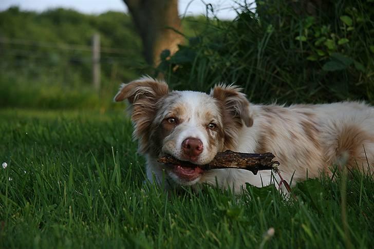 Border collie Gjerulff BS After Eight billede 6