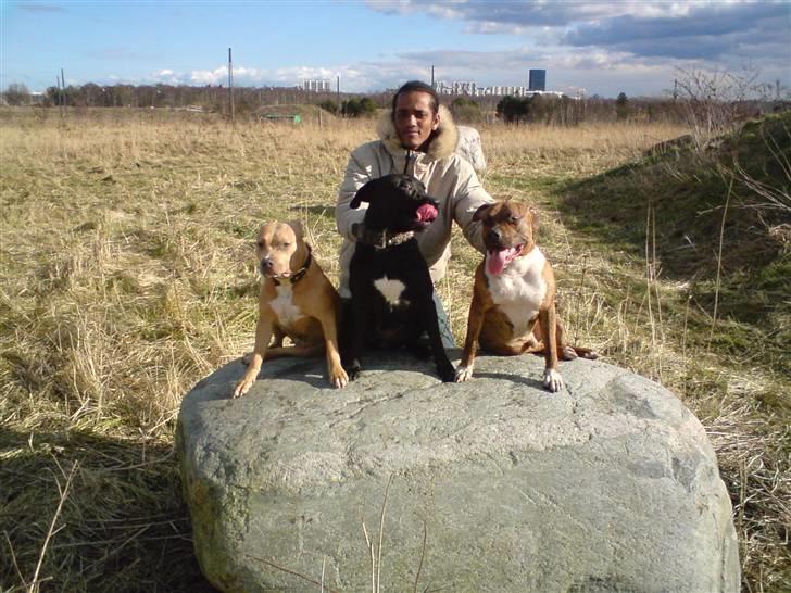 Amerikansk staffordshire terrier Rocco (min tidligere hund - Rocco - Jane - Thea billede 6