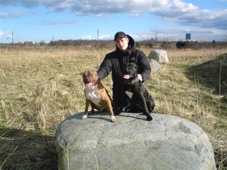 Amerikansk staffordshire terrier Rocco (min tidligere hund billede 7