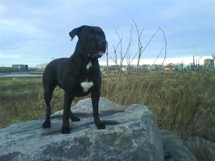 Amerikansk staffordshire terrier Rocco (min tidligere hund billede 8