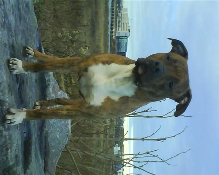 Amerikansk staffordshire terrier Rocco (min tidligere hund billede 9