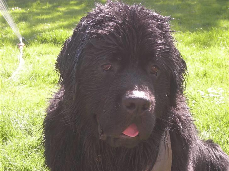 Newfoundlænder Findus - ER JEG IKK BARE DEJLIG :D billede 2