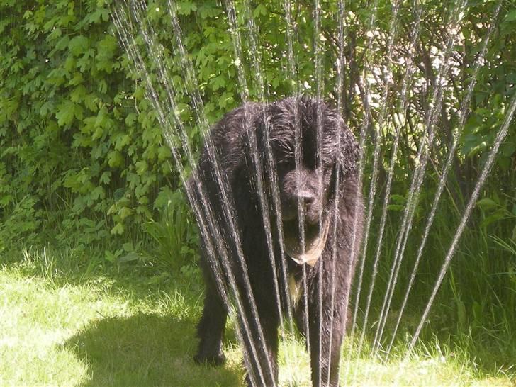 Newfoundlænder Findus - uhh skal jeg springe igennem ??? billede 3