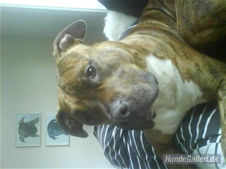 Amerikansk staffordshire terrier Rocco (min tidligere hund billede 10