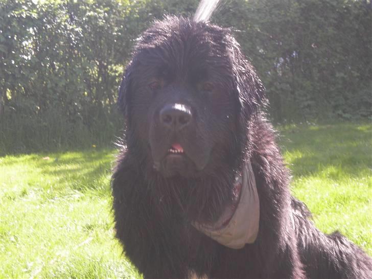 Newfoundlænder Findus - våd det bliver man :) skøønt billede 4