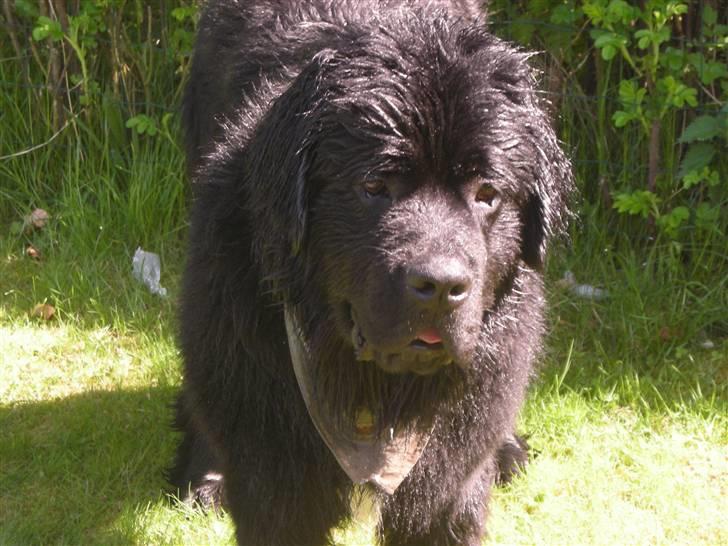 Newfoundlænder Findus - findus i haven en dejlig sommer dag billede 5