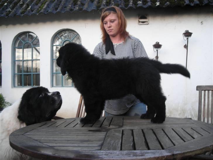 Newfoundlænder Findus - findus 10 uger gammel :) billede 6