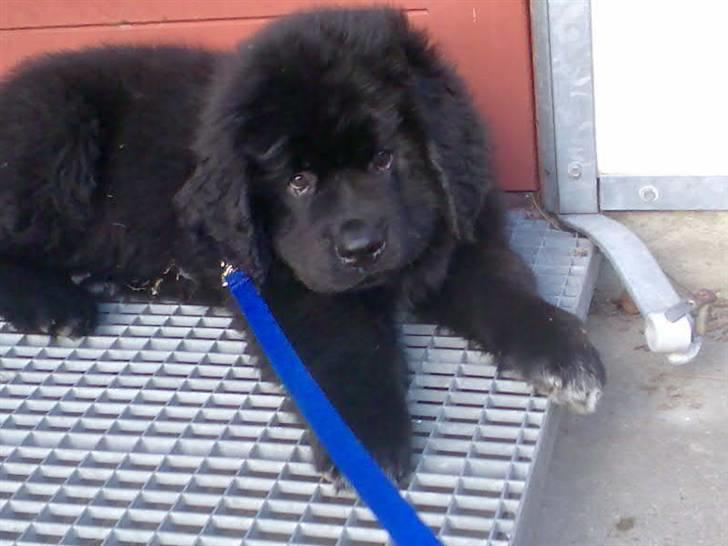 Newfoundlænder Findus - 10 uger gammel :D sååå dejlig billede 7