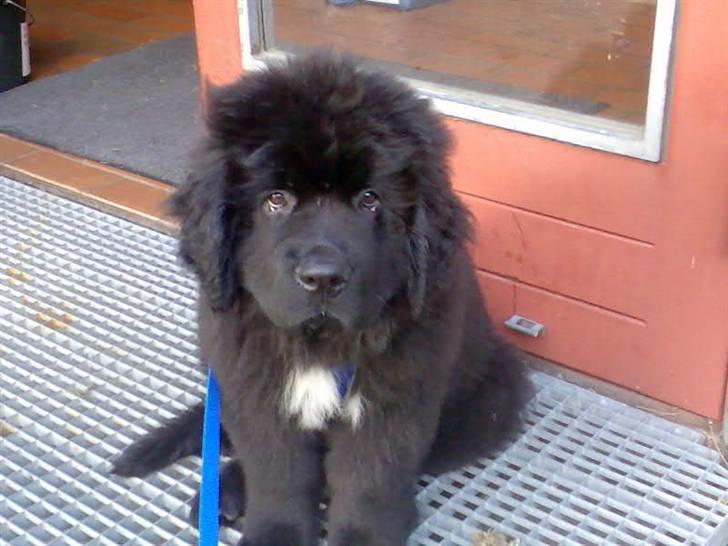 Newfoundlænder Findus - han er da bare alt for nusser, og en rigtig mor hund  billede 8