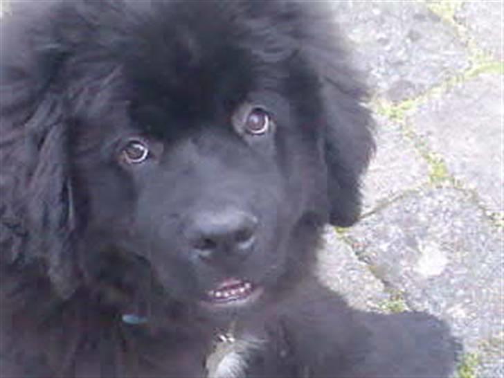 Newfoundlænder Findus billede 9