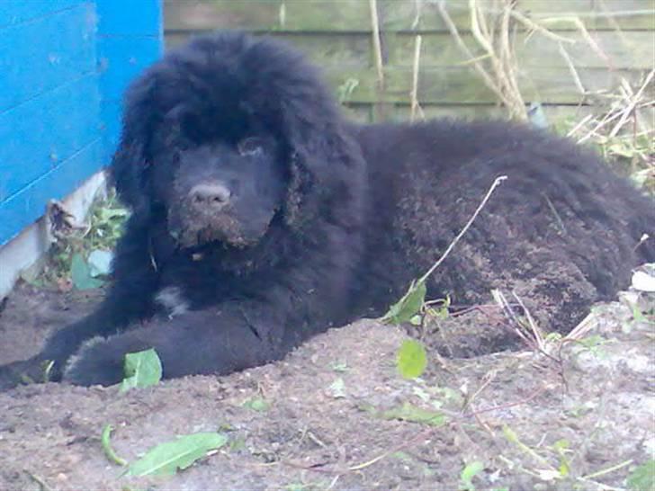 Newfoundlænder Findus - jeg graver.. er jeg ikk en gravhund?? :) billede 10