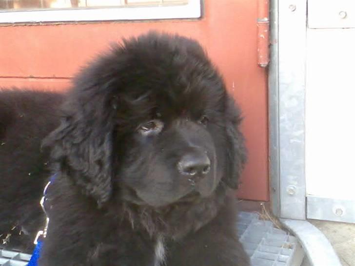 Newfoundlænder Findus billede 11