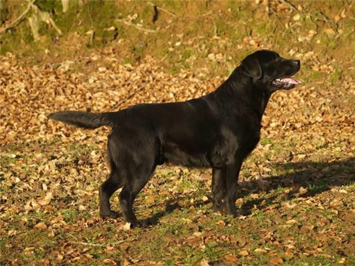 Labrador retriever Taslas little CloudDancer billede 1