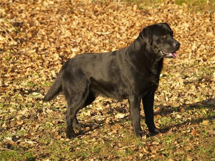 Labrador retriever Taslas little CloudDancer billede 5