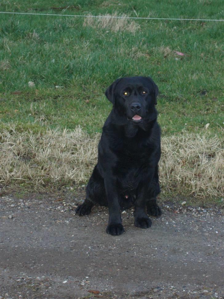 Labrador retriever Taslas little CloudDancer billede 6