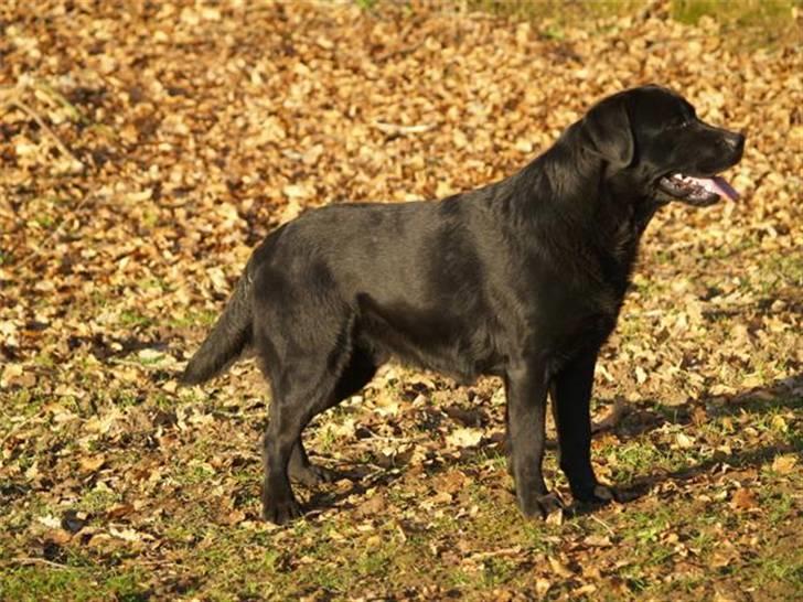 Labrador retriever Taslas little CloudDancer billede 7