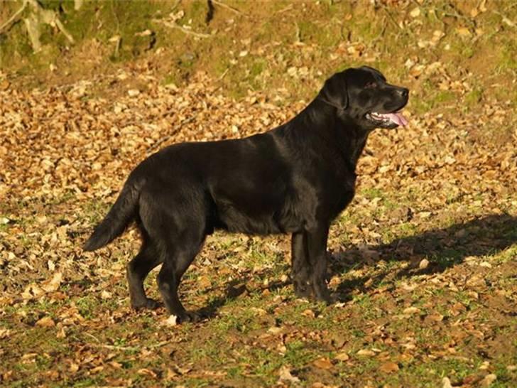 Labrador retriever Taslas little CloudDancer billede 8