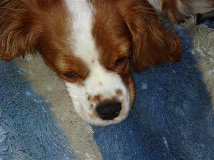 Cavalier king charles spaniel Mimi - Zzzzzzz billede 13