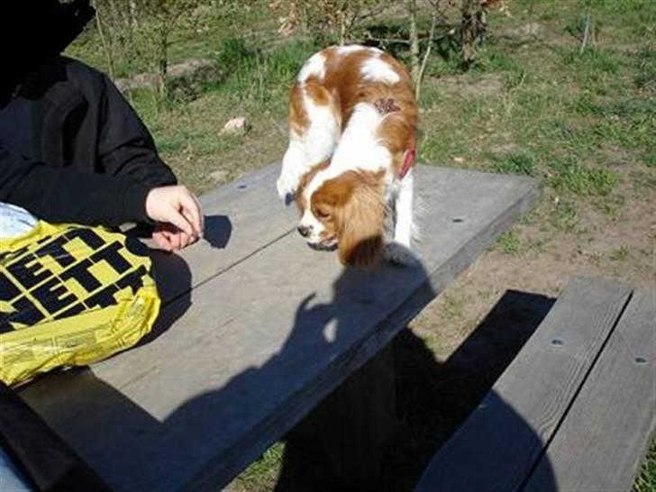 Cavalier king charles spaniel Mimi - Hvad har hun der, er det mon en godbid til mig ? billede 14