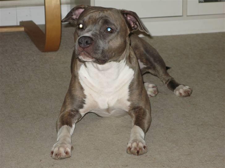 Amerikansk staffordshire terrier Afroditte - velkommen til dittes profil billede 3