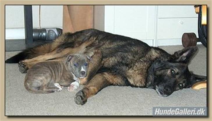 Amerikansk staffordshire terrier Afroditte - ditte som lille med store bror vito billede 4