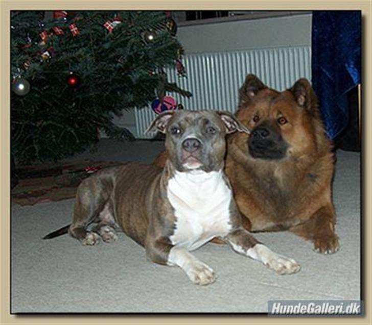 Amerikansk staffordshire terrier Afroditte - ditte og anna fejre jul billede 5