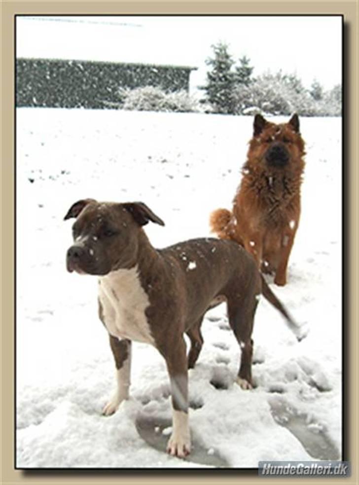 Amerikansk staffordshire terrier Afroditte - ditte og anna i snen billede 6