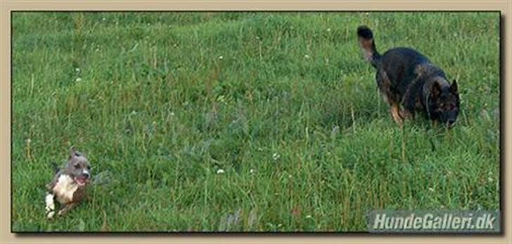 Amerikansk staffordshire terrier Afroditte - ditte og vito freser haha billede 8