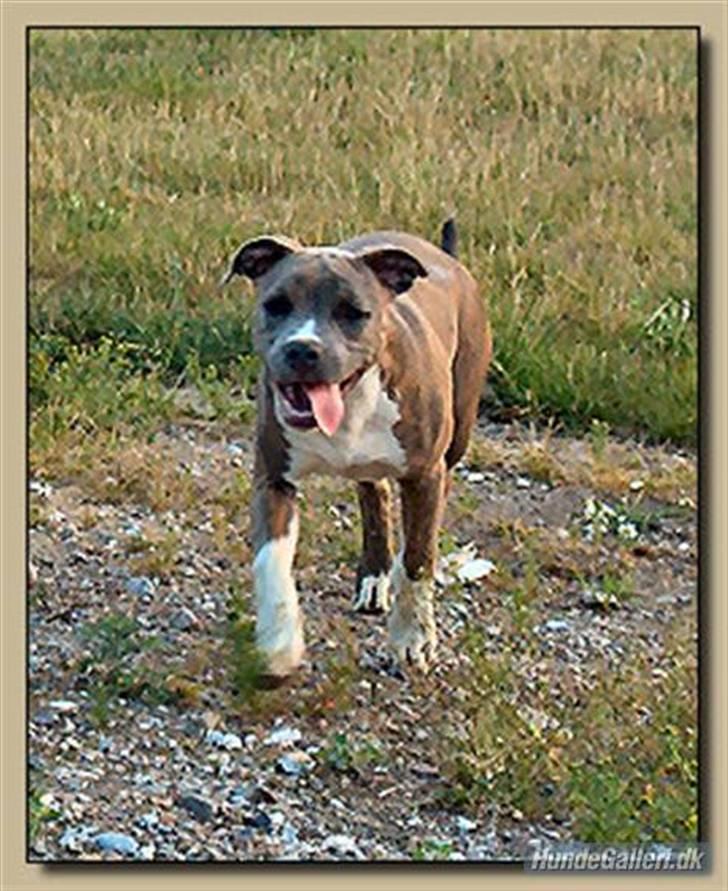 Amerikansk staffordshire terrier Afroditte - smukke tøsen billede 9
