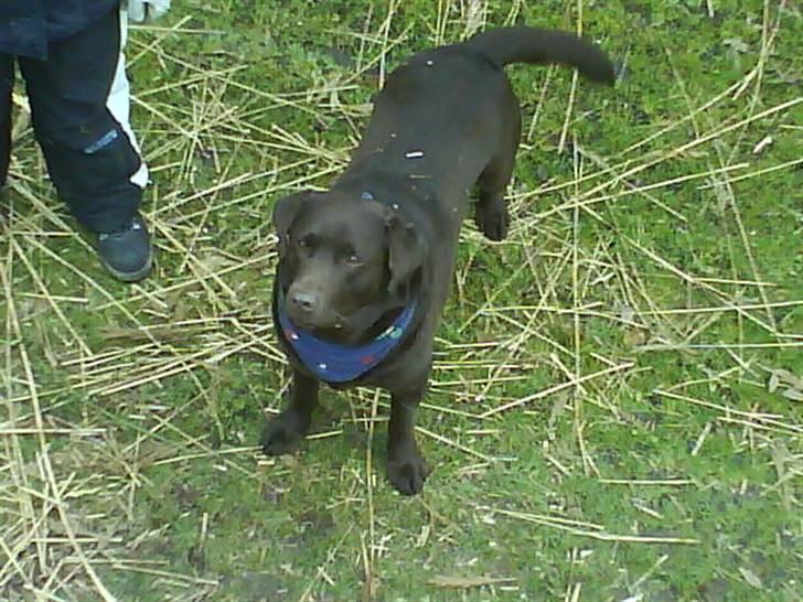 Labrador retriever santos billede 4