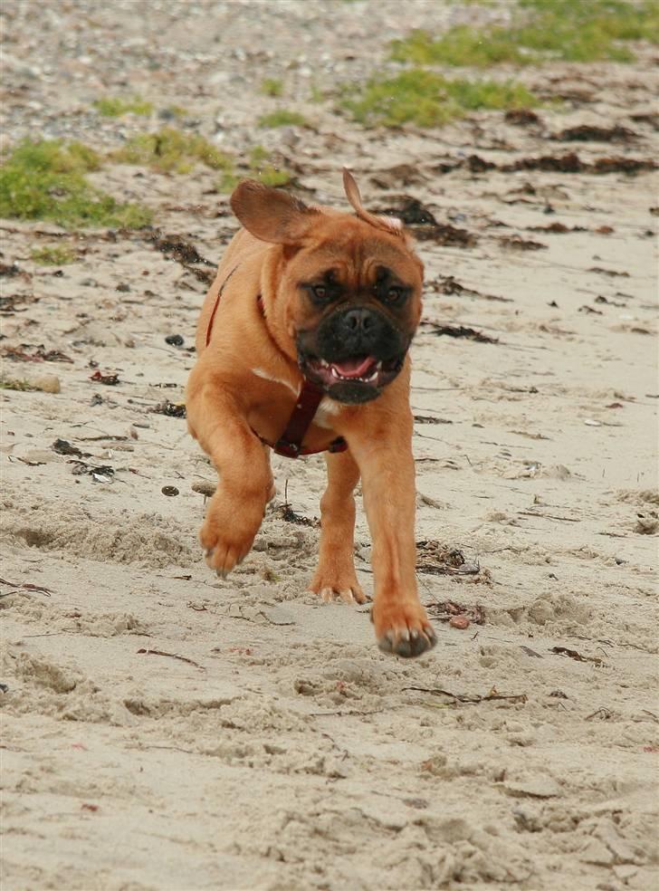 Dogue de bordeaux Saga von Nordniedersachen - JUUUHHUUU det sjovt at løbe på stranden.... billede 9