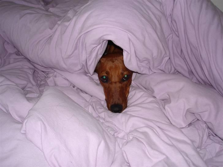 Gravhund Fiona billede 6