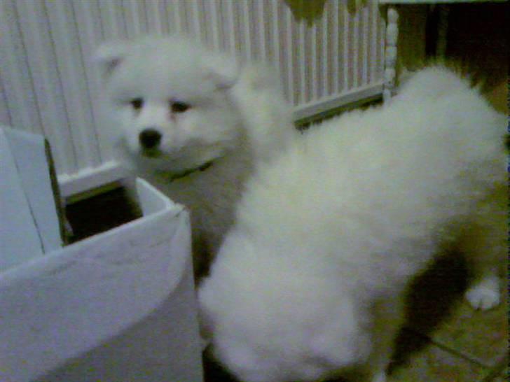 Samojedhund Bamse - Et par dage efter vi havde fået ham billede 1