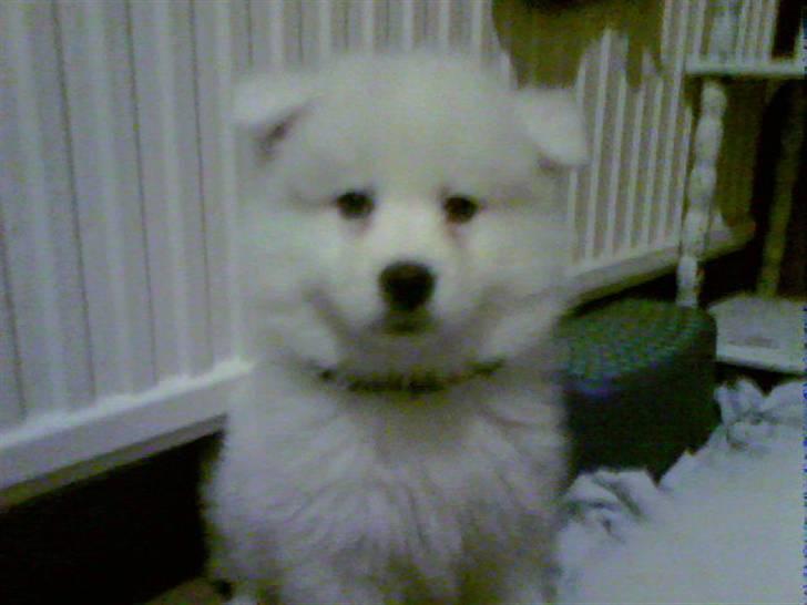 Samojedhund Bamse - Et par dage efter vi havde fået ham billede 2