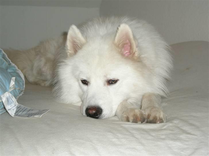 Samojedhund Bamse billede 5