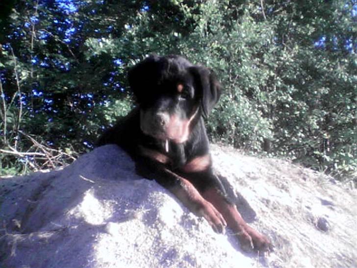 Rottweiler NOVA *himmelhund* billede 1