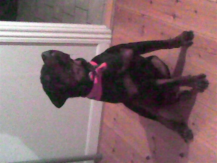 Rottweiler NOVA *himmelhund* billede 2