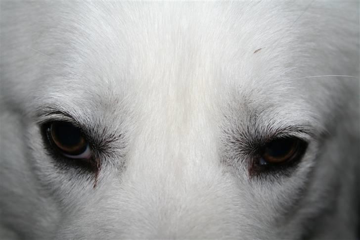 Samojedhund Bamse billede 6