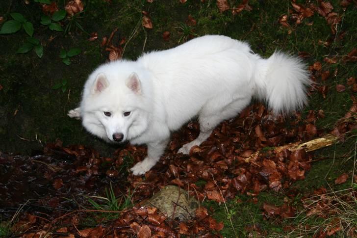 Samojedhund Bamse billede 7