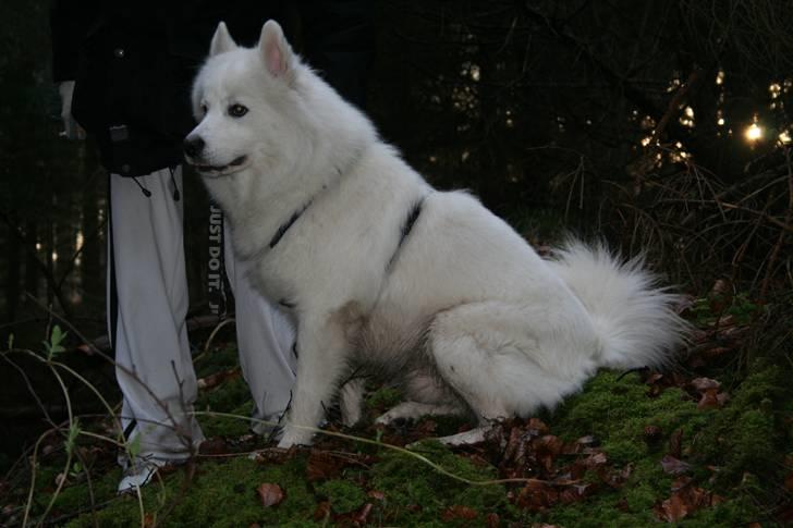 Samojedhund Bamse billede 8