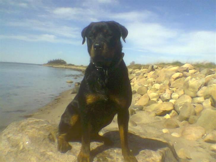 Rottweiler NOVA *himmelhund* billede 3