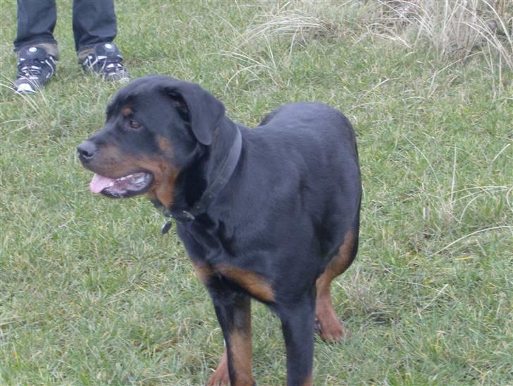 Rottweiler NOVA *himmelhund* billede 4