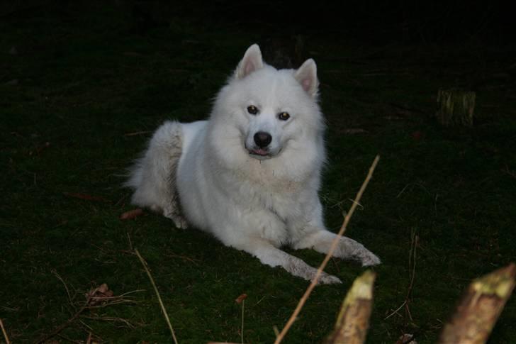 Samojedhund Bamse billede 9
