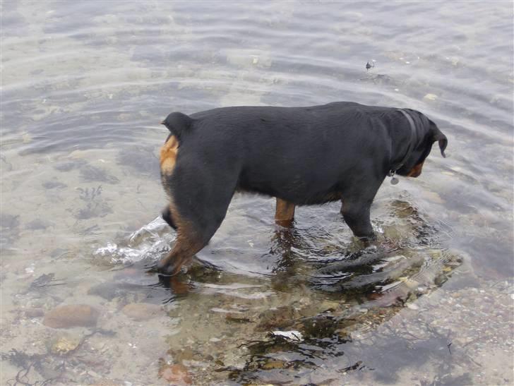 Rottweiler NOVA *himmelhund* billede 5