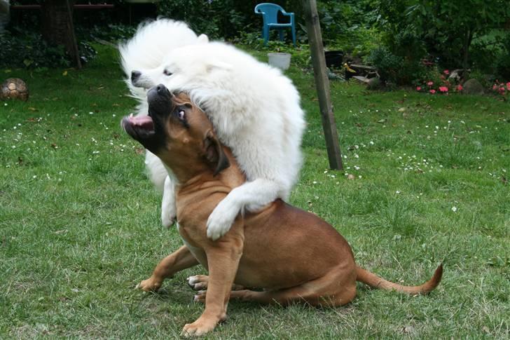 Samojedhund Bamse billede 10