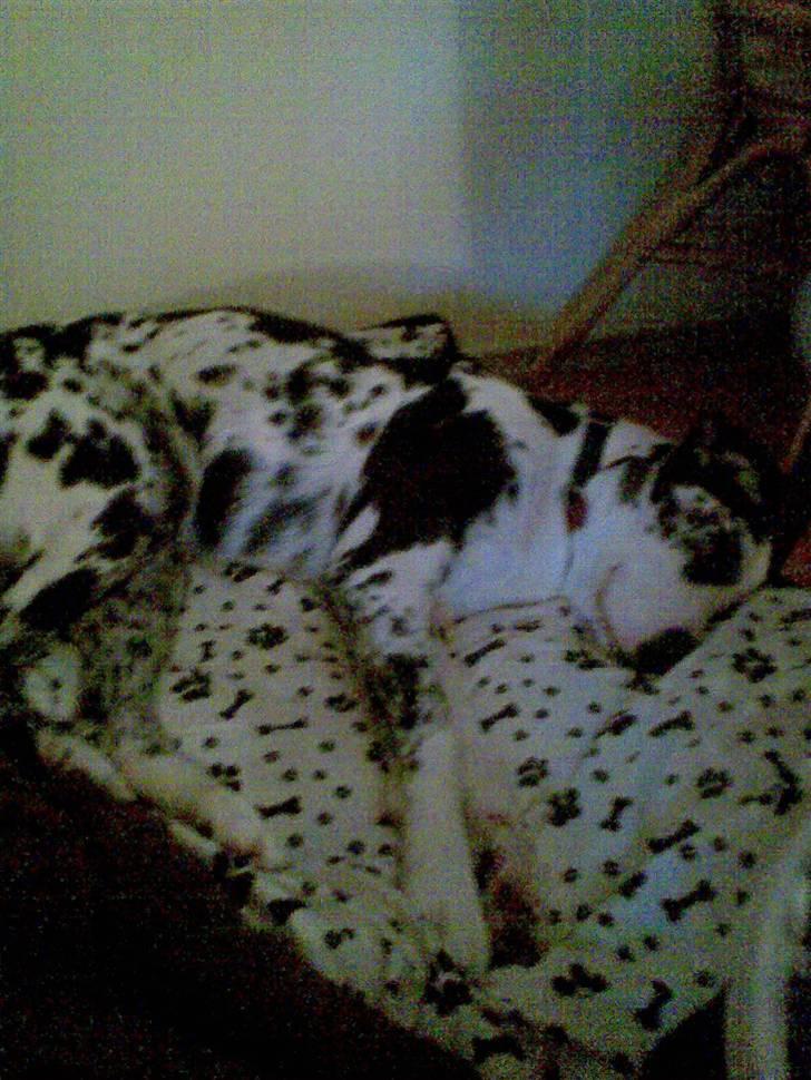 Grand danois Fiffi ~Hvil i fred~ - Fiffi´s nye hundetæppe he he hun bliver næsten helt væk.. billede 14