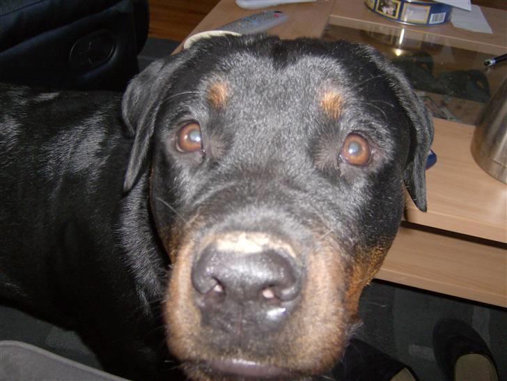 Rottweiler NOVA *himmelhund* billede 6