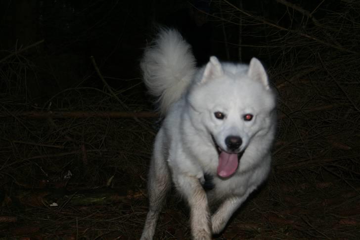 Samojedhund Bamse billede 11